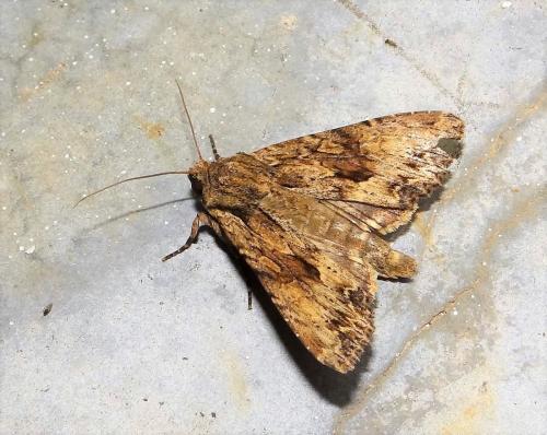 Apamea syriaca